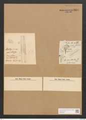 Berkeleya penicillata (Kuetz.) Grun. (de-Toni-Nr.: Genus 21, Species 1213) Zeichnungen Sammlung Grunow Nr. 2334 (NHMW-BOT-W0369463)